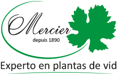 Vivero Mercier